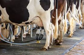 From Udder Health to Genetic Resilience: Integrating Mastitis Control Into Modern Breeding